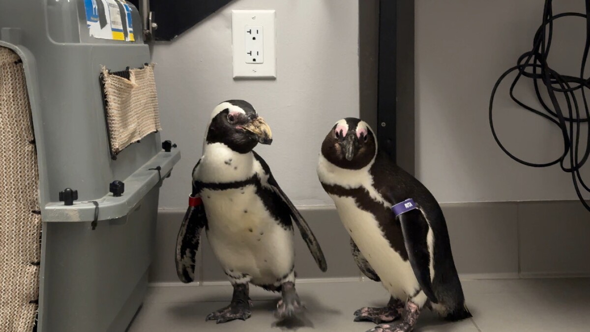 A Waco zoo's lovebird penguins navigate experimental chemotherapy